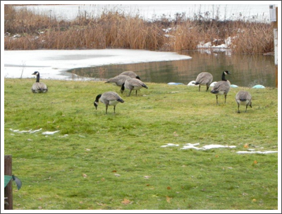 Geese on Deer LakeMarion Ballard